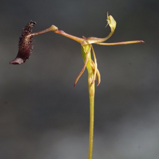 Drakaea gracilis